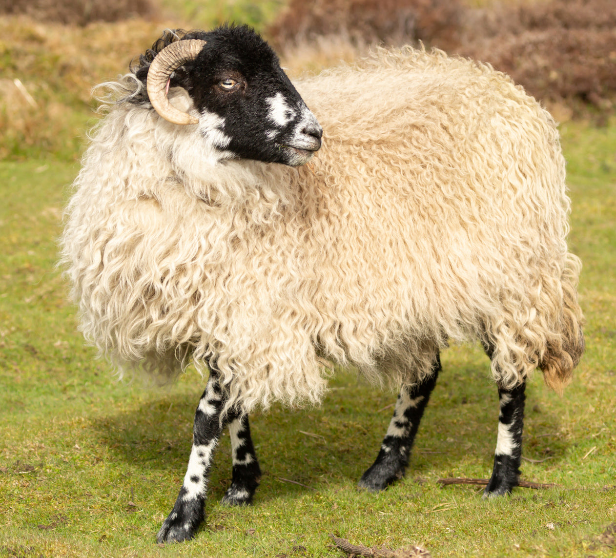 100% Organic Wool & Suvin Organic Gold Cotton Hand Tufted 3000 Air Suspension Pocket Spring Mattress